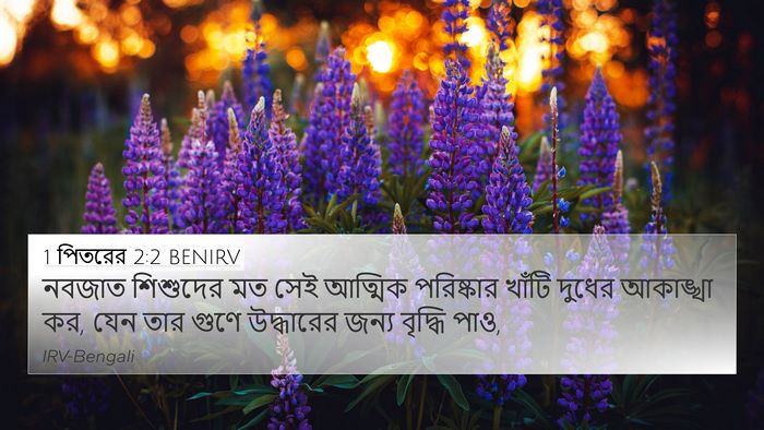 1 পিতরের 2:2 BENIRV Bible Verse Image
