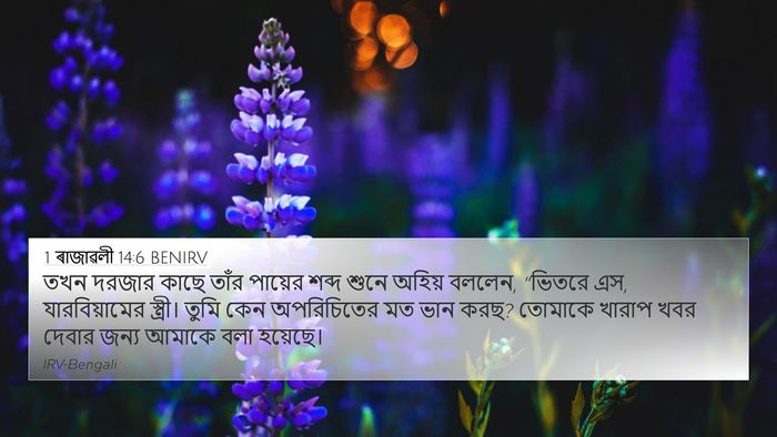 1 ৰাজাৱলী 14:6 BENIRV Bible Verse Image