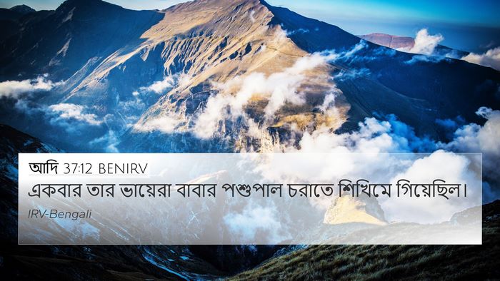 আদি 37:12 BENIRV Bible Verse Image
