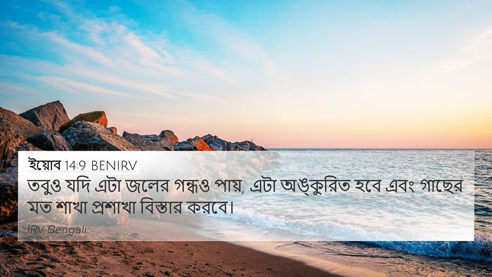 ইয়োব 14:9 BENIRV 4K Wallpaper - তবুও যদি এটা জলের - 4K Wallpaper Bible Verse