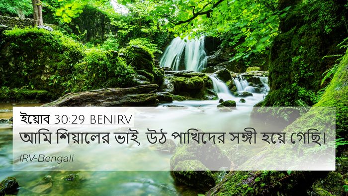 ইয়োব 30:29 BENIRV Bible Verse Image