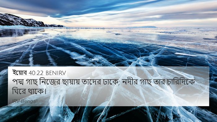 ইয়োব 40:22 BENIRV Bible Verse Image