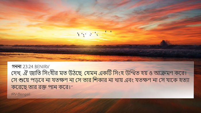 গননা 23:24 BENIRV Bible Verse Image