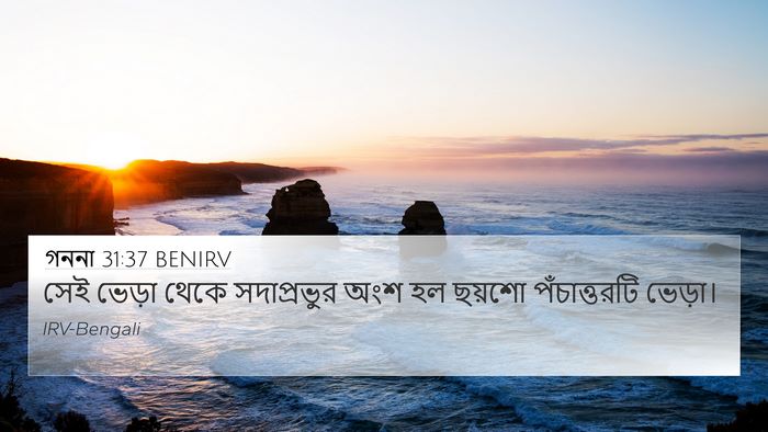 গননা 31:37 BENIRV 4K Wallpaper - সেই ভেড়া থেকে - 4K Wallpaper Bible Verse