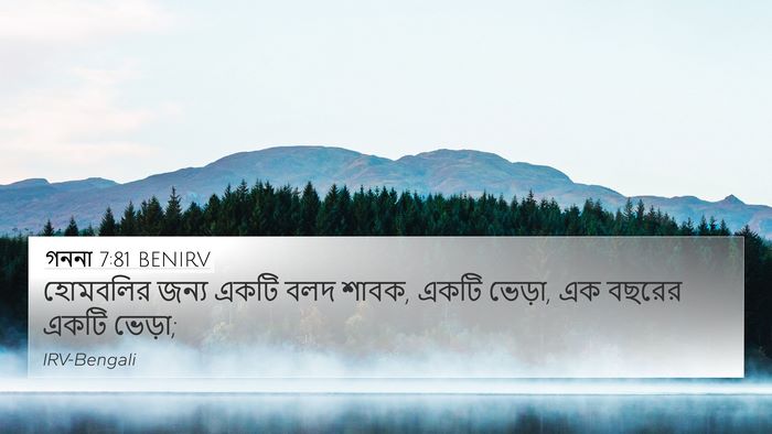 গননা 7:81 BENIRV 4K Wallpaper - হোমবলির জন্য একটি - 4K Wallpaper Bible Verse