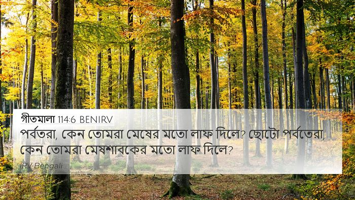 গীতমালা 114:6 BENIRV 4K Wallpaper - পর্বতরা, কেন তোমরা - 4K Wallpaper Bible Verse