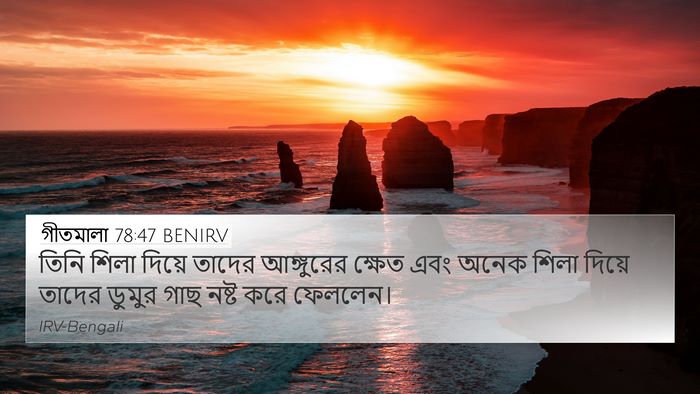গীতমালা 78:47 BENIRV Bible Verse Image