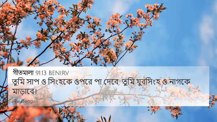 গীতমালা 91:13 BENIRV Bible Verse Image