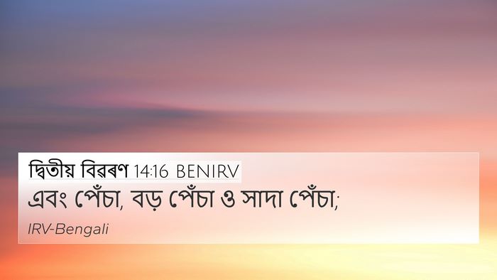 দ্বিতীয় বিৱৰণ 14:16 BENIRV 4K Wallpaper - এবং পেঁচা, বড় - 4K Wallpaper Bible Verse