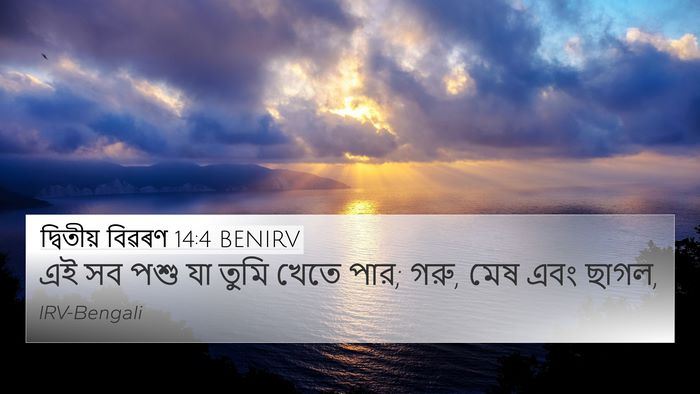 দ্বিতীয় বিৱৰণ 14:4 BENIRV 4K Wallpaper - এই সব পশু যা তুমি - 4K Wallpaper Bible Verse