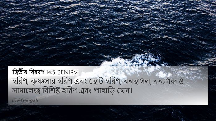 দ্বিতীয় বিৱৰণ 14:5 BENIRV 4K Wallpaper - হরিণ, কৃষ্ণসার - 4K Wallpaper Bible Verse