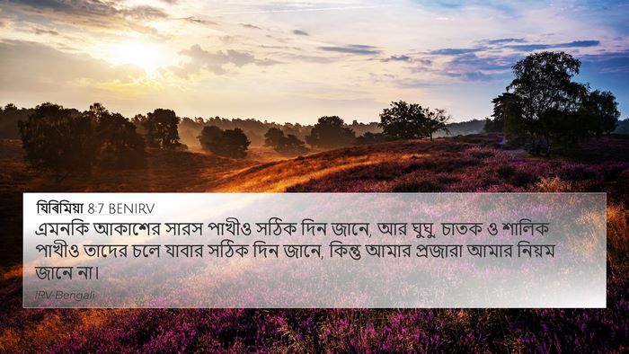 যিৰিমিয়া 8:7 BENIRV Bible Verse Image