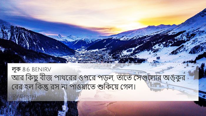 লূক 8:6 BENIRV 4K Wallpaper - আর কিছু বীজ পাথরের - 4K Wallpaper Bible Verse