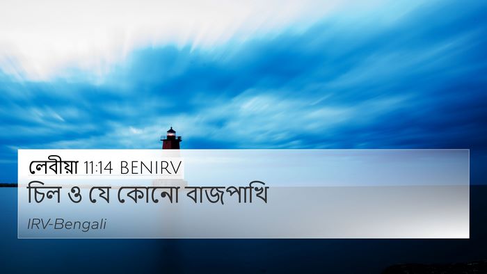 লেবীয়া 11:14 BENIRV 4K Wallpaper - চিল ও যে কোনো - 4K Wallpaper Bible Verse