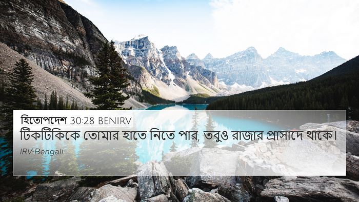 হিতোপদেশ 30:28 BENIRV 4K Wallpaper - টিকটিকিকে তোমার - 4K Wallpaper Bible Verse