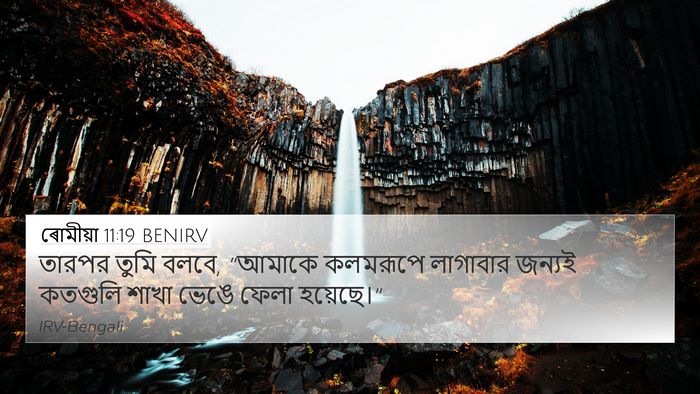 ৰোমীয়া 11:19 BENIRV Bible Verse Image