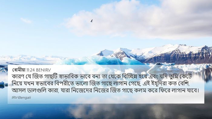 ৰোমীয়া 11:24 BENIRV Bible Verse Image