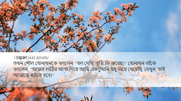 1 চমূৱেল 14:43 BENIRV Bible Verse Image