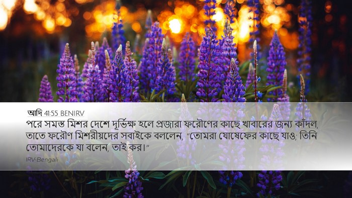 আদি 41:55 BENIRV Bible Verse Image