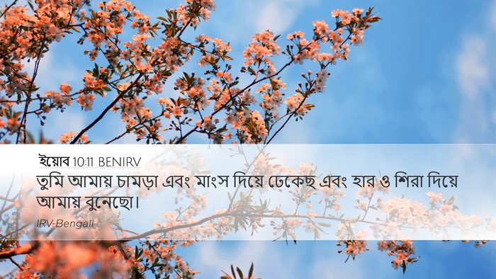 ইয়োব 10:11 BENIRV Desktop Wallpaper - তুমি আমায় চামড়া - Desktop Bible Verse Wallpaper