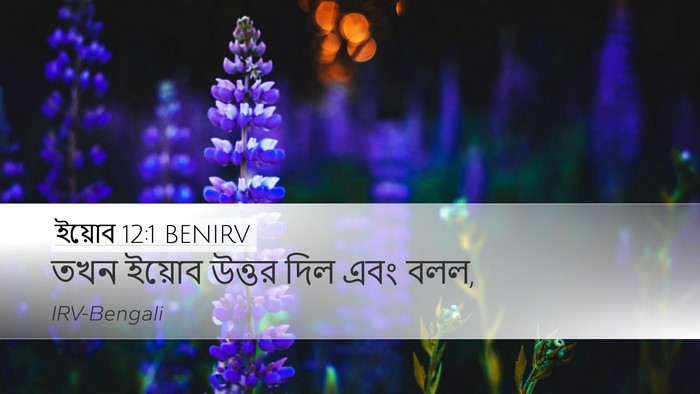 ইয়োব 12:1 BENIRV Desktop Wallpaper - তখন ইয়োব উত্তর - Desktop Bible Verse Wallpaper