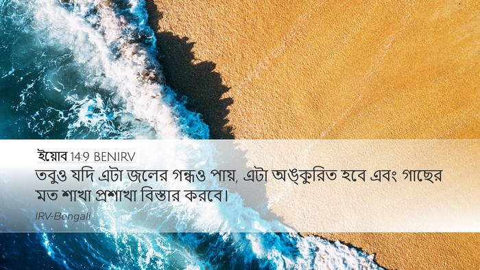 ইয়োব 14:9 BENIRV Desktop Wallpaper - তবুও যদি এটা জলের - Desktop Bible Verse Wallpaper