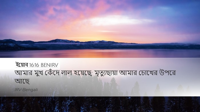 ইয়োব 16:16 BENIRV Bible Verse Image
