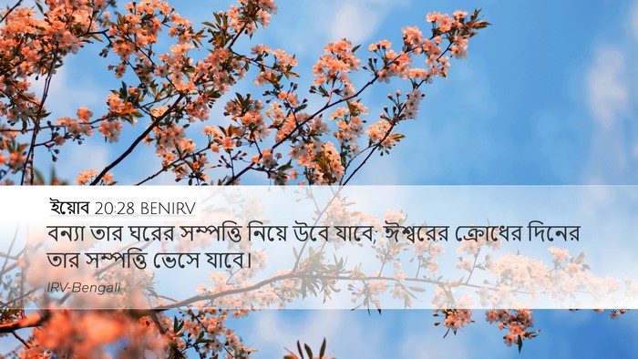 ইয়োব 20:28 BENIRV Bible Verse Image