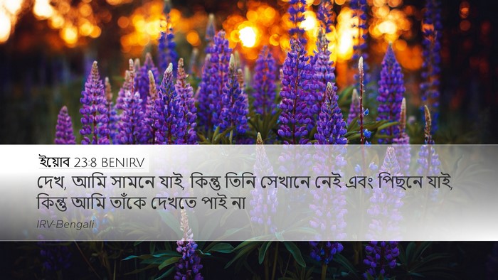 ইয়োব 23:8 BENIRV Bible Verse Image
