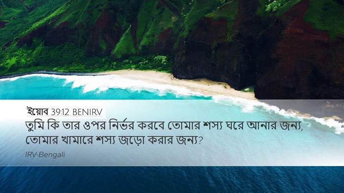 ইয়োব 39:12 BENIRV Desktop Wallpaper - তুমি কি তার ওপর - Desktop Bible Verse Wallpaper