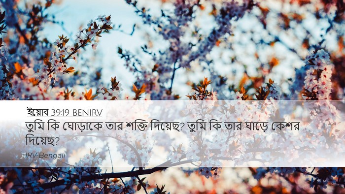 ইয়োব 39:19 BENIRV Bible Verse Image