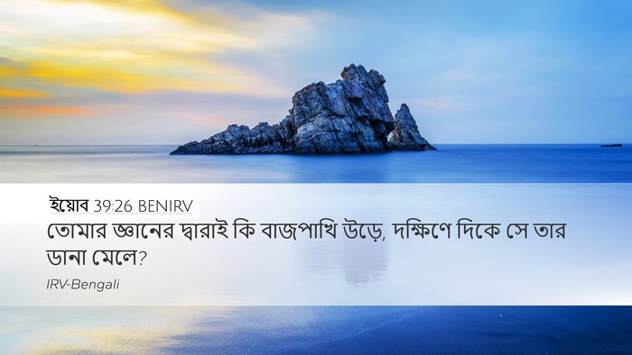 ইয়োব 39:26 BENIRV Bible Verse Image