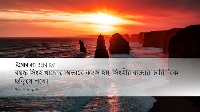 ইয়োব 4:11 BENIRV Desktop Wallpaper - বয়ষ্ক সিংহ - Desktop Bible Verse Wallpaper