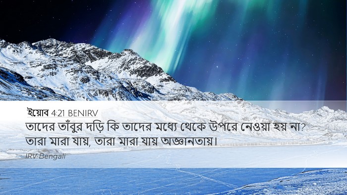 ইয়োব 4:21 BENIRV Bible Verse Image