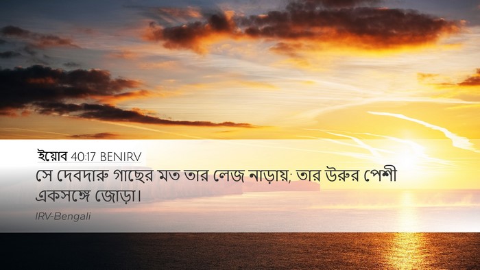 ইয়োব 40:17 BENIRV Bible Verse Image