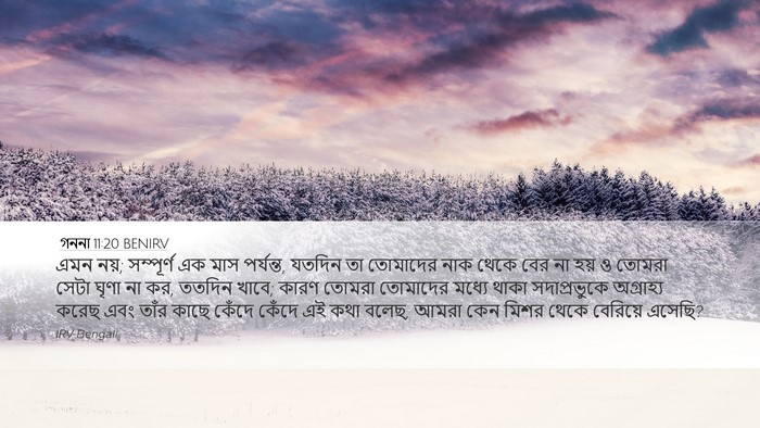 গননা 11:20 BENIRV Bible Verse Image