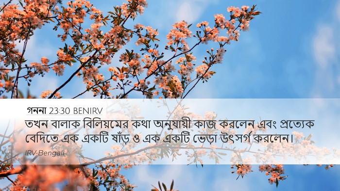 গননা 23:30 BENIRV Bible Verse Image