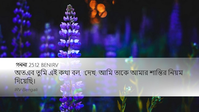 গননা 25:12 BENIRV Desktop Wallpaper - অতএব তুমি এই কথা - Desktop Bible Verse Wallpaper