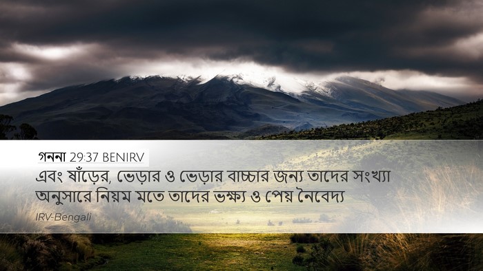 গননা 29:37 BENIRV Desktop Wallpaper - এবং ষাঁড়ের, - Desktop Bible Verse Wallpaper