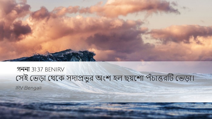 গননা 31:37 BENIRV Bible Verse Image