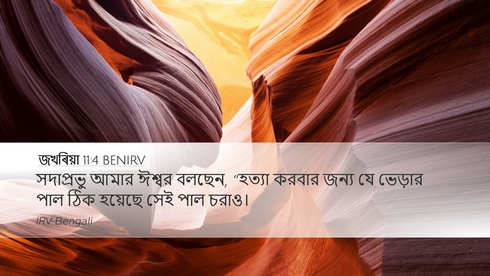 জখৰিয়া 11:4 BENIRV Bible Verse Image