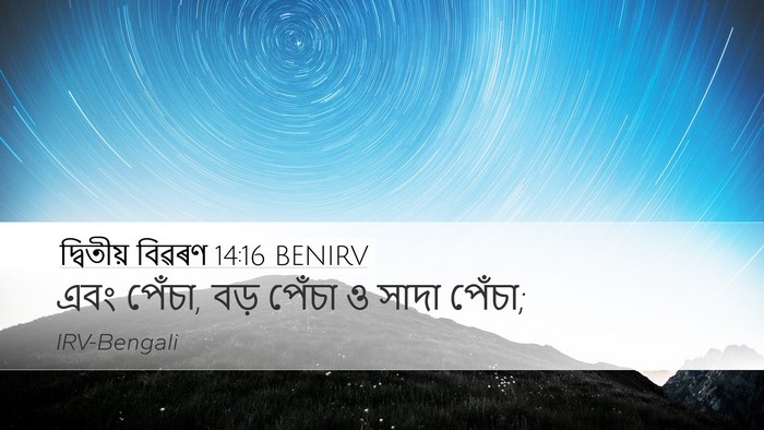 দ্বিতীয় বিৱৰণ 14:16 BENIRV Desktop Wallpaper - এবং পেঁচা, বড় - Desktop Bible Verse Wallpaper