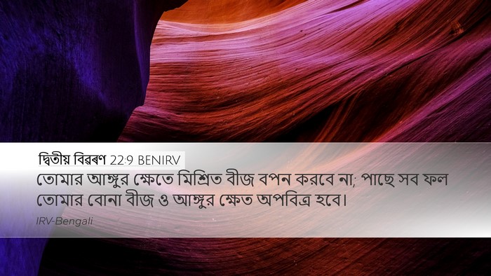 দ্বিতীয় বিৱৰণ 22:9 BENIRV Desktop Wallpaper - তোমার আঙ্গুর - Desktop Bible Verse Wallpaper
