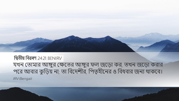 দ্বিতীয় বিৱৰণ 24:21 BENIRV Desktop Wallpaper - যখন তোমার আঙ্গুর - Desktop Bible Verse Wallpaper