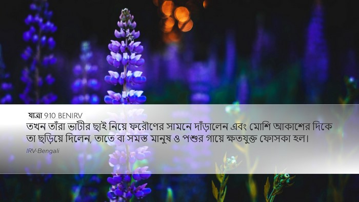 যাত্ৰা 9:10 BENIRV Desktop Wallpaper - তখন তাঁরা ভাটীর - Desktop Bible Verse Wallpaper