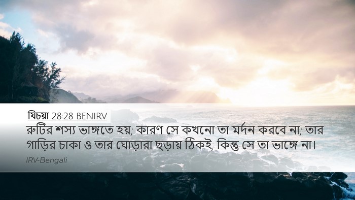 যিচয়া 28:28 BENIRV Desktop Wallpaper - রুটির শস্য - Desktop Bible Verse Wallpaper