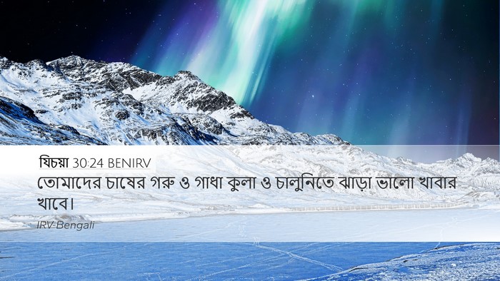 যিচয়া 30:24 BENIRV Bible Verse Image