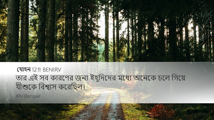 যোহন 12:11 BENIRV Desktop Wallpaper - তার এই সব কারণের - Desktop Bible Verse Wallpaper