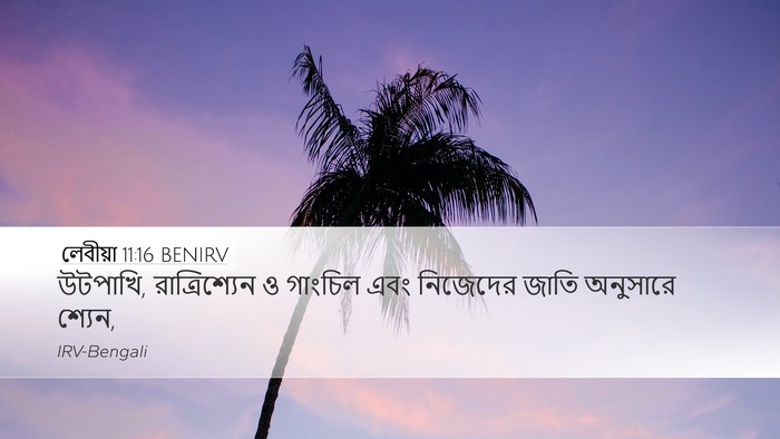 লেবীয়া 11:16 BENIRV Desktop Wallpaper - উটপাখি, - Desktop Bible Verse Wallpaper
