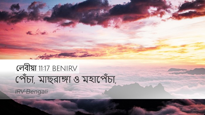 লেবীয়া 11:17 BENIRV Desktop Wallpaper - পেঁচা, মাছরাঙ্গা ও - Desktop Bible Verse Wallpaper